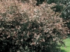 Abelia Grandiflora -2